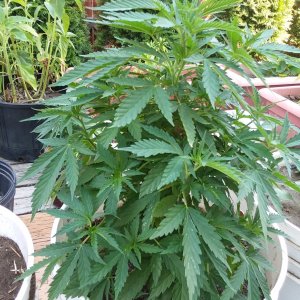 Grow Journal - RPGJCN-2024-0-45.jpg