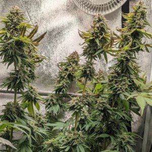 Sour-Ghost-Face-Haze-annabelles-garden-seeds-cannapot.jpg