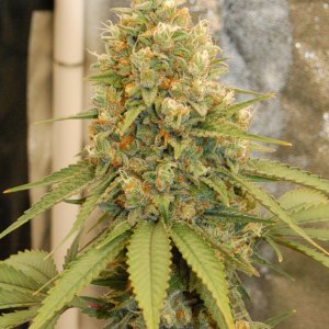 girl-scout-cookies-bud-711.JPG