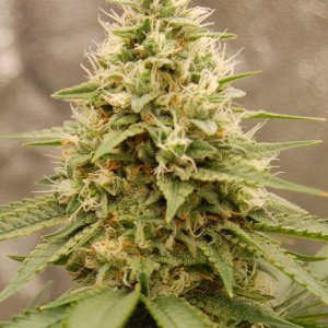 girl-scout-cookies-cola.JPG