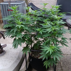 Gorilla Glue 11 July 2024.jpg