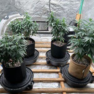 P2 clones 7-11-24 D61 flip nite.JPG