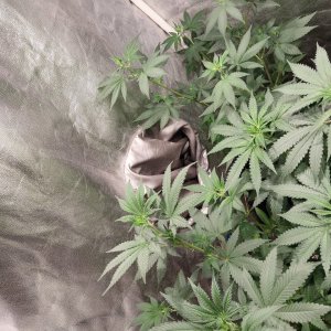 GG4 x 88G13HP (1).jpg