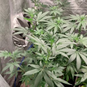 GG4 x 88G13HP (2).jpg