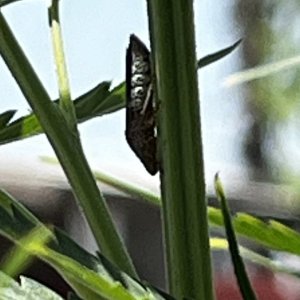 LeafHopper.JPG