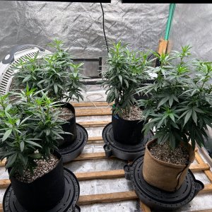 P2 Clones 7-15-24 F4 tent.JPG