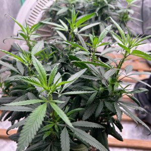 CL clone 7-15-24 new leaves.JPG