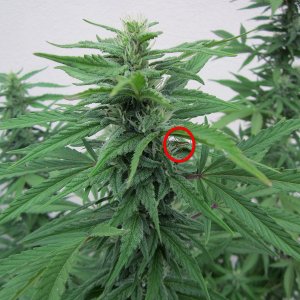 8-Somango Bud.JPG