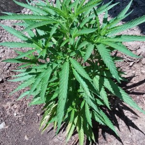 Grow Journal - RPGJCN-2024-0-48.jpg