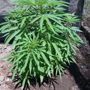 Grow Journal - RPGJCN-2024-0-49.jpg