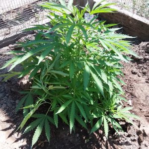 Grow Journal - RPGJCN-2024-0-50.jpg