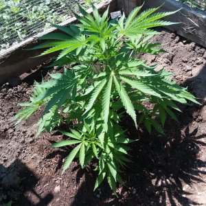 Grow Journal - RPGJCN-2024-0-51.jpg