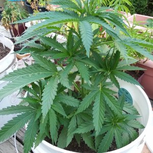 CP-Journal-Seedsman-PGC-Fem-41.jpg