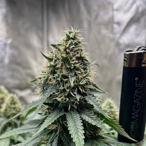 FKC1 7-17-24 Bud with lighter.JPG