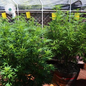 2024 Outdoor Grow Project-7/17/24