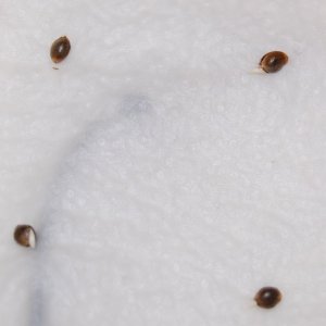 Autos germinating in tissue before a coco grow