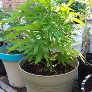 Grow Journal - RPGJCN-2024-2-01 - Bethany - Mother Plant.jpg