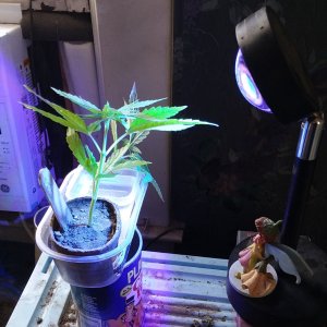 Grow Journal - RPGJCN-2024-2-06 - Bethany - Under Blurple Lamp.jpg