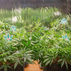 Grow Show Girls July18.jpg