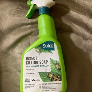 Safer Insect Soap.JPG