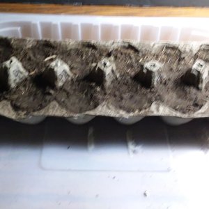 Grow Journal - RPGJCN-2024-3-00-Eggcarten Loaded and Planted.jpg