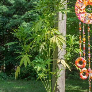 Gelato 44 Outdoor clone.jpg