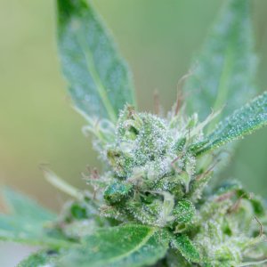 Punch Pie outdoor clone in ground.jpg