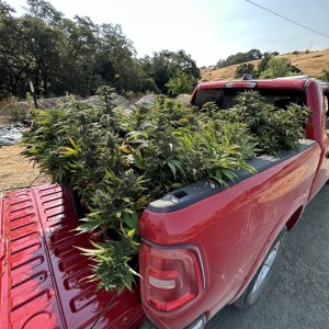 Harvest