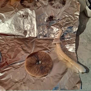 A+ spore print 8.jpg