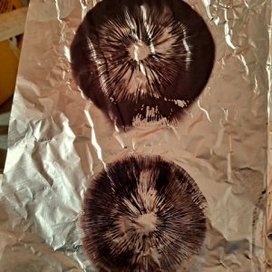 A+ spore print 10.jpg