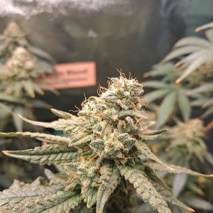 Purple Ghost Candy 07-21f.jpg