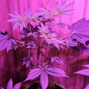 AutoHellfireOG53days2.jpg