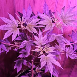 AutoHellfireOG53days.jpg