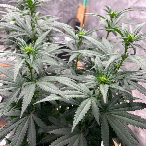 FKC clone 7-21-24 F10 preflower.JPG