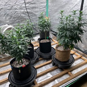 P2 Clones 7-21-24 F10 tent.JPG