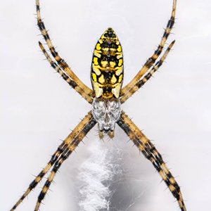 Yellow Garden Spider-1.jpg