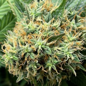 FKC1 7-23-24 F61 bud.JPG