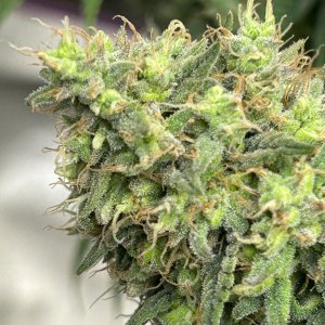 GB 7-23-24 F61 bud.JPG