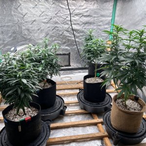 P2 Clones 7-23-24 F12 tent.JPG