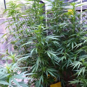 Mango Mousse Feminized by Herbies Seeds-7/23/24