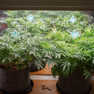 Grow Show Barney's Farm Mimosa Evo Gorilla ZKittlez.jpg