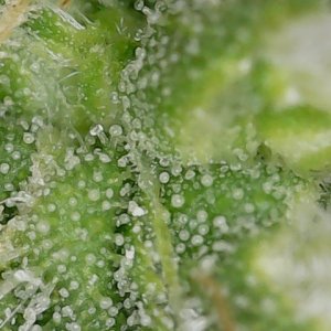 FKC2 7-26-24 F64 trichs (1).jpg