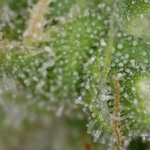 FKC2 7-26-24 F64 trichs (2).jpg