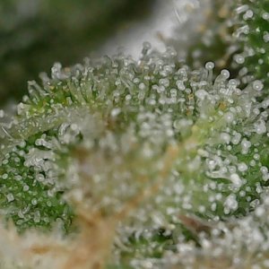 FKC2 7-26-24 F64 trichs (3).jpg