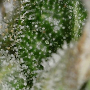 FKC2 7-26-24 F64 trichs (4).jpg