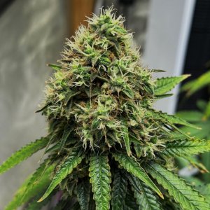 FKC2 7-26-24 F64 bud.JPG