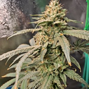 Purple Ghost Candy 07-22f.jpg