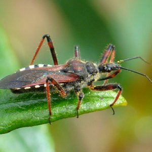 34-great-assassin-bug-facts-1717773540.jpg