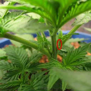 2-first pistils.JPG