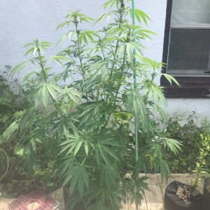 Purple Ghost Candy - Day 79-a.JPG